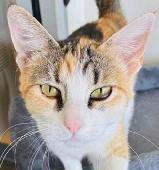 1 Kelly Kat