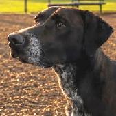 Shorty #A036751