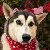 Yukon Jack